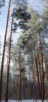 Vertical panorama of the fragment of pine forest with branches and tree trunks covered with hoarfrost in winter morning
