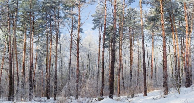 Panorama of the winter forest with deciduous and conifers trees covered with hoarfrost in sunny day
