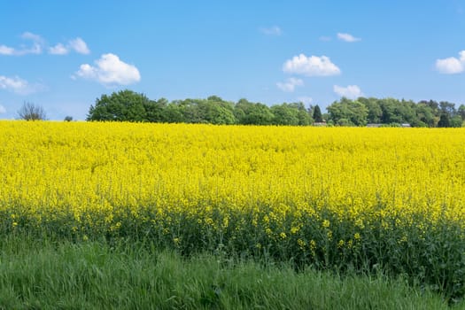 Blooming canola field with beautiful blue sky in the background.
Symbolizing green energy.