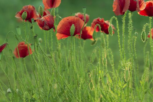 Close up poppy head. red poppy. Red poppy flowers field, close up. Red poppy on green weeds field.