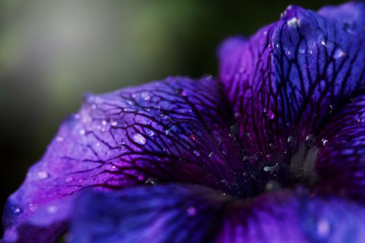 Close up Detail of a purple  (lilac) flower with drops . a purple (violet) flower in water drop. Drops of dew on a purple petunia flower