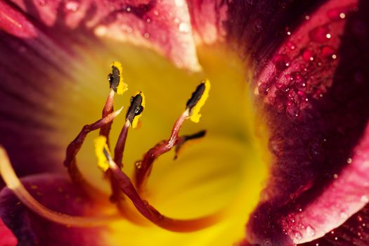 Lily flower stamen close up with water drops. lilac lily flower with water drops after rain