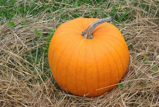 pumpkin for halloween of thanksgiving top view vegetable on grass