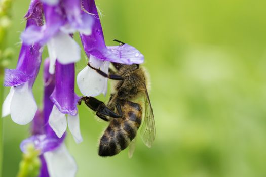 Bee on a violet flower. Bee on a  lilac (purple) flower . Macro of honey bee  on flower