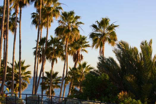 laguna beach coastal view, Los Angeles. Beautiful view of the coast. palm tree on background of ocean