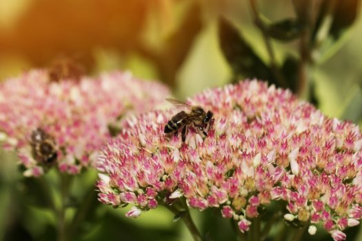 Bee on a flower of the Sedum (Stonecrop) in blossom. Macro of honey bee (Apis) feeding on pink (rose) flower