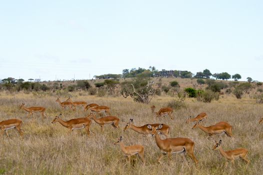 Three Impalas in the savanna of East Tsavo Park in Kenya