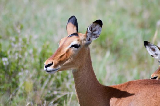 Two Impalas with defenses in the savannah of East Tsavo Park in Kenya