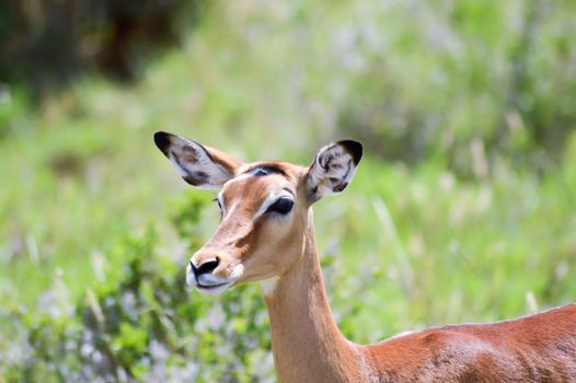 Impala isolated grazing in East Tsavo Park in Kenya