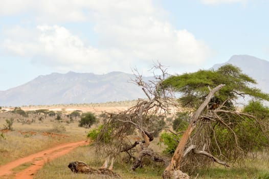 Dead tree in the green savanna of Tsavo East Kenya Park