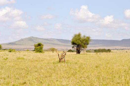 View of the Tsavo East savannah in Kenya with the mountains in the background