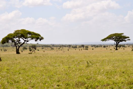 View of the Tsavo East savannah in Kenya with the mountains in the background