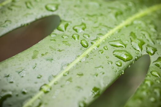 Water drops on leaf of Monstera deliciosa, Swiss cheese plant.