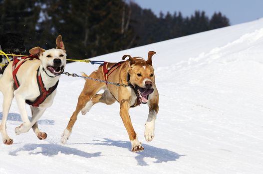 sportive dog team is running in the snow