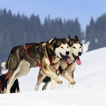 sportive dog team is running in the snow