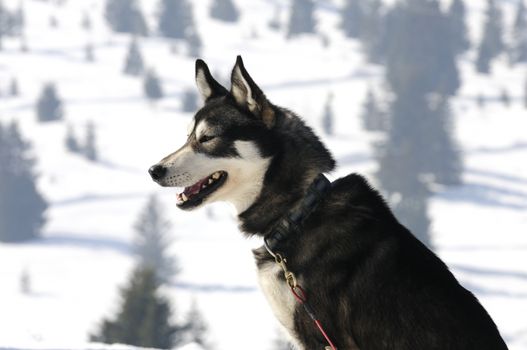 sportive dog team is running in the snow