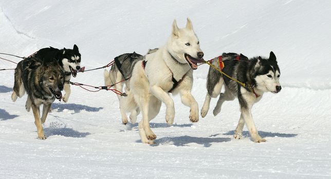 sportive dog team is running in the snow