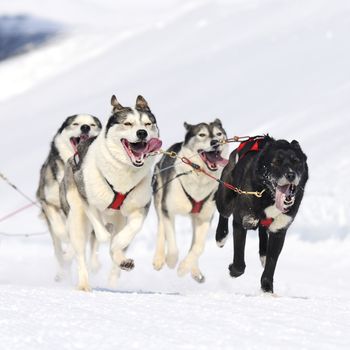 sportive dog team is running in the snow