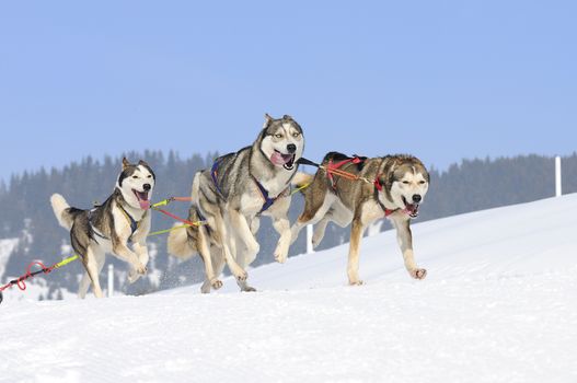 sportive dog team is running in the snow