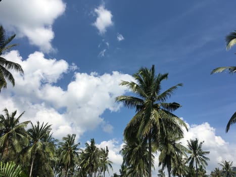 Blue sky and clouds and palm trees tropical scenery.