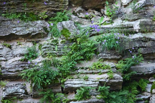 Amazing viable plants grow on rocks