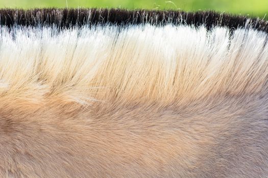 Detail, Beautiful mane of a small horse, pony.