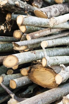 Stack of cut tree branches for home fireplace.