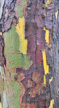 Tree bark texture in forest