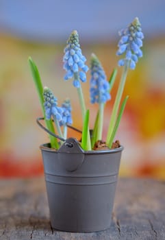 Muscari botryoides flowers also known as blue grape hyacinth in bucket