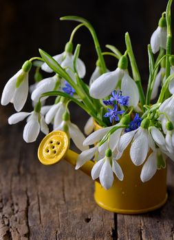 snowdrops in decorative yellow bucket on old wooden table