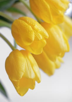 Yellow tulips with dew drops in spring time