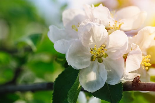 branch of a blossoming apple tree in a spring garden. Close up