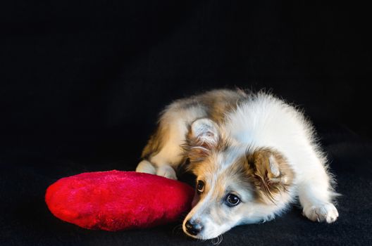 Fluffy puppy lying next to a red pillow in the shape of heart on black background. Selective focus.