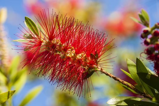 Flowers of Melaleuca viminalis, weeping bottlebrush, creek bottlebrus, plant in the myrtle family, Myrtaceae,  endemic to New South Wales, Queensland and Western Australia.