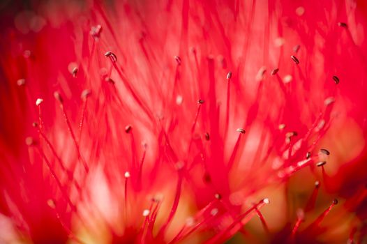 Flowers of Melaleuca viminalis, weeping bottlebrush, creek bottlebrus, plant in the myrtle family, Myrtaceae,  endemic to New South Wales, Queensland and Western Australia.