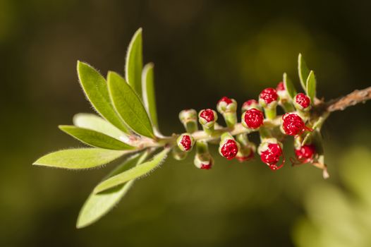 Flowers of Melaleuca viminalis, weeping bottlebrush, creek bottlebrus, plant in the myrtle family, Myrtaceae,  endemic to New South Wales, Queensland and Western Australia.