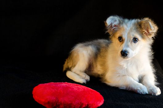 Cute puppy lying next to the pillow in shape of heart on black background. Selective focus.