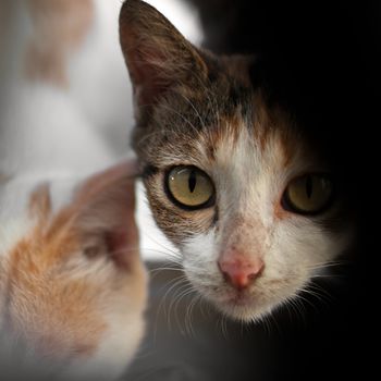 COLOR PHOTO OF CAT LOOKING AT CAMERA