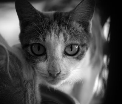 BLACK AND WHITE PHOTO OF CAT LOOKING AT CAMERA