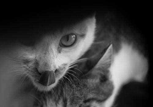 BLACK AND WHITE PHOTO OF CAT LICKING ITS LIP WHILE LOOKING AT CAMERA