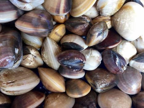 Seafood background. Fresh calm pattern. Seashells closeup.