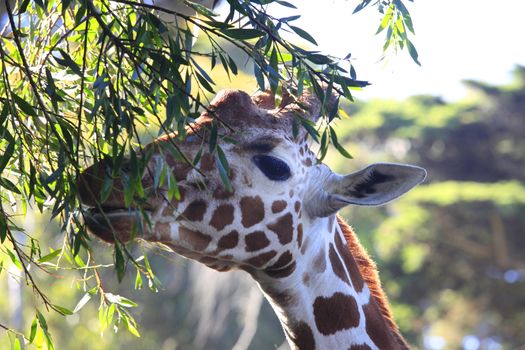 Free Giraffe in Tsavo National Park. Kenya
