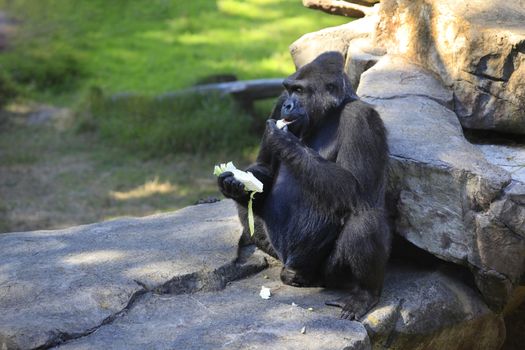 Gorilla eating cabbage in a zoo of San Francisco