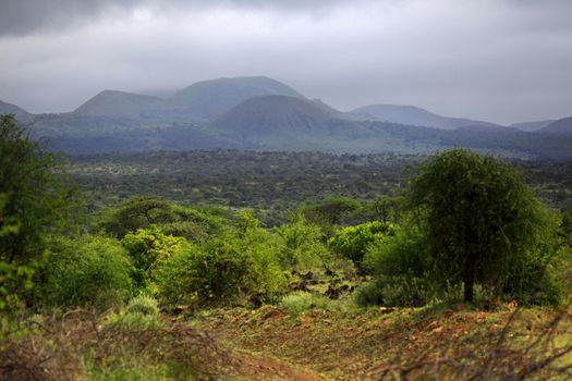 Park Tsavo East National - salah satu yang tertua dan taman negara terbesar di Kenya