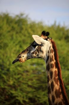 Free Giraffe in Tsavo National Park. Kenya