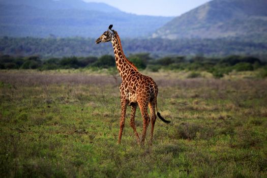 Free Giraffe in Tsavo National Park. Kenya