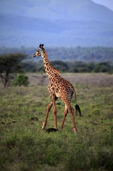 Free Giraffe in Tsavo National Park. Kenya