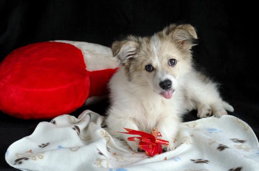 Fluffy puppy is lying on a napkin next to my pillow in the shape of a heart. Keeps paws and eats and licks treats for dogs, gift wrap. Black background.