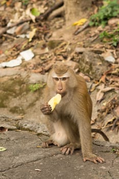 hungry little monkey sitting eating a yellow fruit