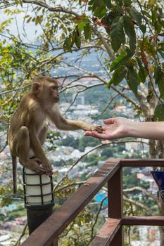 Handshake Between Human Hand And Monkey Hand